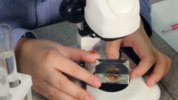 Dítě studuje biologii ve školní laboratoři. Rukou prozkoumat bee pomocí mikroskopu. — Stock video