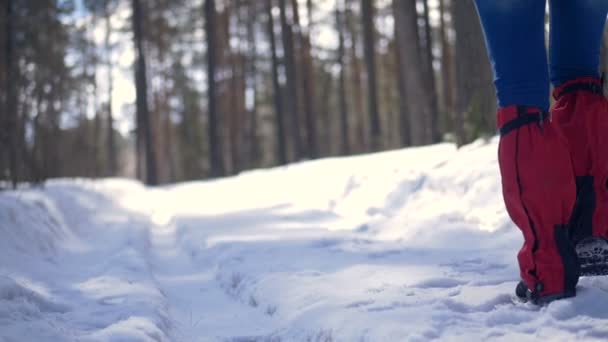 Kvinna vandra med ryggsäck i vackra vinter skog. — Stockvideo