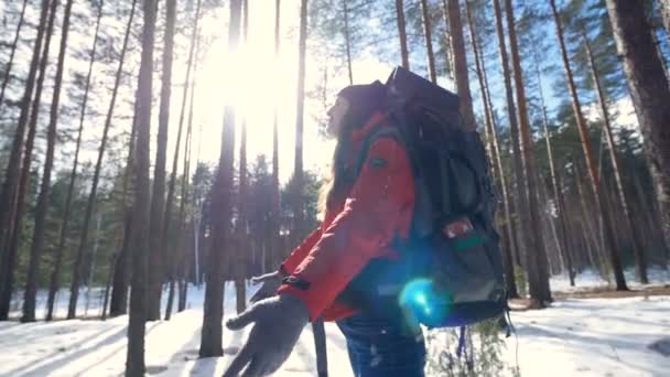 O turista está relaxando na floresta. Steadicam tiro . — Vídeo de Stock