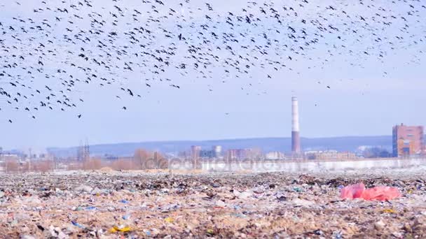 Vogels vliegen over het storten. 4k. — Stockvideo