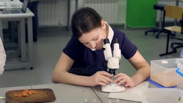 A rapariga da escola primária a estudar a amostra ao microscópio. 4K . — Vídeo de Stock