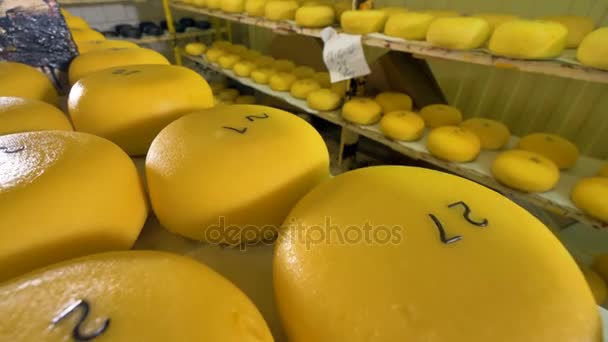 Grandi ruote gialle di formaggio a un magazzino . — Video Stock