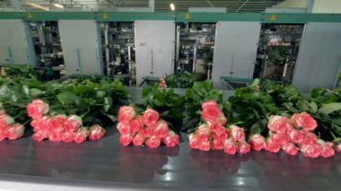 Çiçek Fabrikası'nda gül üretim süreci.