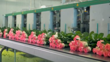 Gül bir Konveyör bant üzerinde sanat eseri.