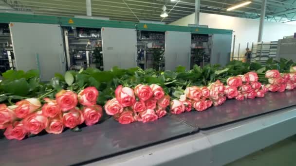 Classificação de rosas na fábrica de flores . — Vídeo de Stock