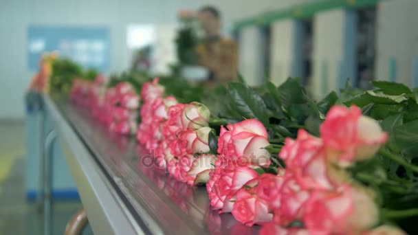 Εργασία σε εξέλιξη στο εργοστάσιο λουλουδιών. — Αρχείο Βίντεο