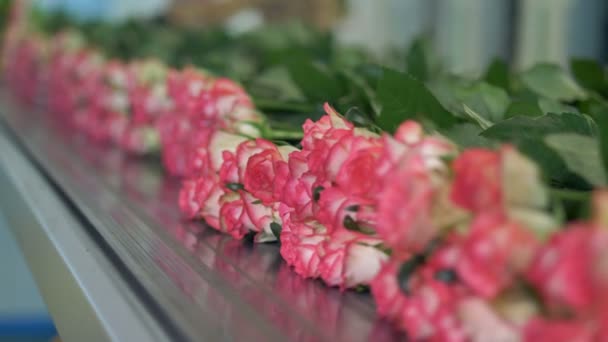 Fiori su un nastro trasportatore da vicino alla fabbrica di fiori in crescita . — Video Stock