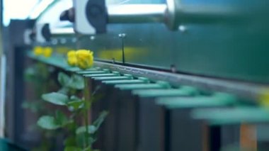 Çiçekler zaman atlamalı taşıma fabrika makine.