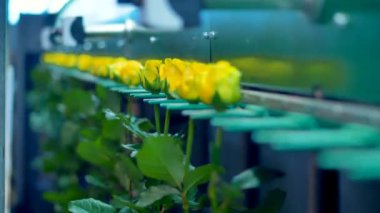 Fabrika makine tarafından taşınmaları çiçekler.