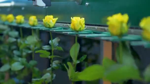 Fabrika makine tarafından taşınmaları çiçekler. — Stok video