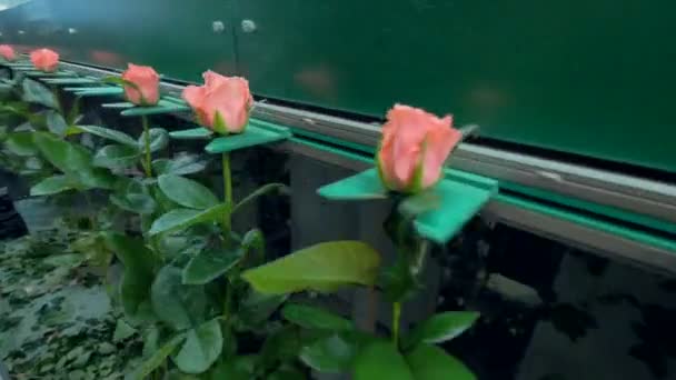 Una linea di trasporto automatico piena di rose appena tagliate in fabbrica di fiori. 4K . — Video Stock