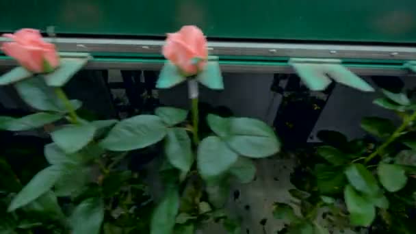 큰 장미 줄기 핑크 반 열 꽃 봉 오리와 공장 라인에 움직이고 있다. 4 k. — 비디오