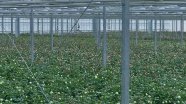 Beyaz ve pembe güller birbirine bir serada büyüyen. 4k.