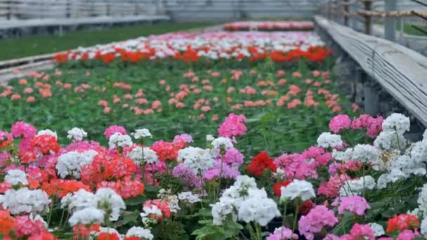 Fleurs de pélargonium multicolores lumineuses en fleurs . — Video