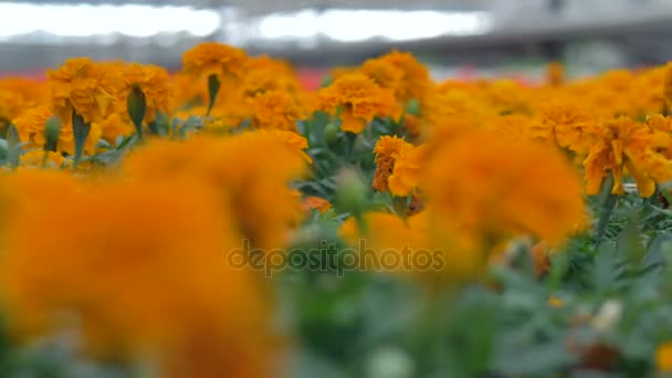 Nahaufnahme auf schwach beleuchteten Reihen orangefarbener Ringelblumen. — Stockvideo