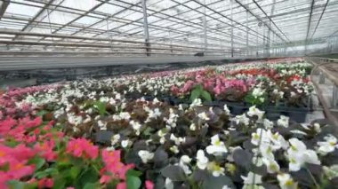 Çiçek açan kreş çiçekler kolay nakliye için satırlardaki çıkartılır. 4k.