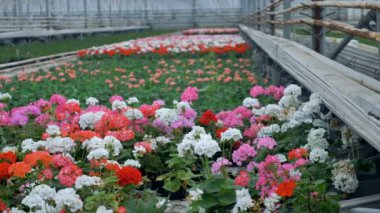 Büyük endüstriyel sera içinde farklı renk parlak pelargoniums. 4k.
