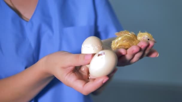 Pollo appena nato e chiken da cova da uova in una fattoria. Il contadino tiene un uovo. 4K . — Video Stock