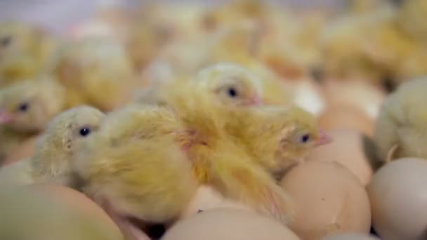 ひな鶏を孵化しました。クローズ アップ。4 k. — ストック動画