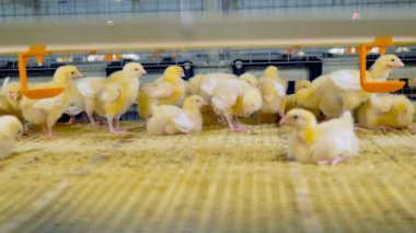 Genç kümes hayvanları kafes tavuk. Tavuk çiftliği iç.