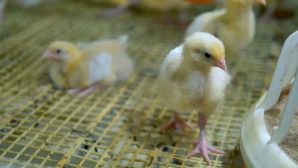 Baby kip bij pluimvee. Kippenboerderij. — Stockvideo