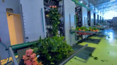 Bir robot Kucak dolusu gül alır.