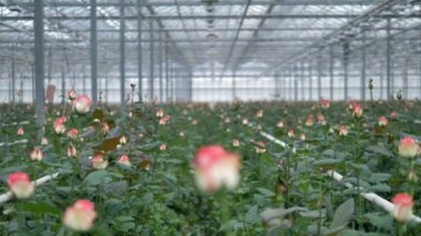 Bir çiçek alan bir sera içinde gül dolu.