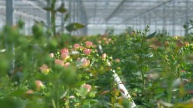 Çiçek açan ve çiçek tomurcuklanma ile gül çalılar.