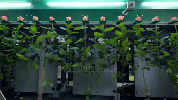 Línea de procesamiento de rosas en una fábrica de flores. 4K . — Vídeo de stock