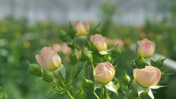 Roze rozen groeien in clusters. — Stockvideo