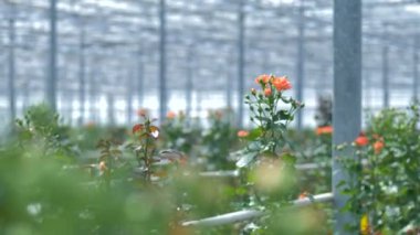 Turuncu çiçek açan farklı aşamalarında kümeleri yükseldi. 4k.