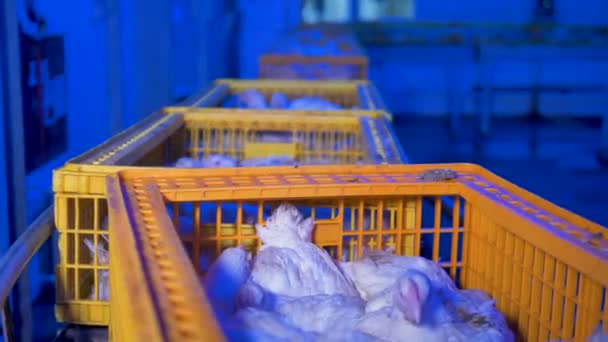 Ein Förderband transportiert lebende Hühner in Boxen weg. — Stockvideo
