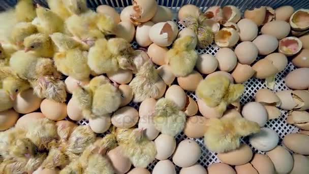 Pollo recién nacido en aves de corral, granja de aves. Vista superior. 4K . — Vídeo de stock