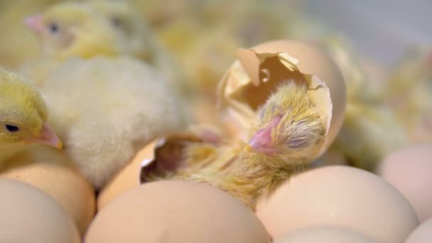 Pollo para incubar saliendo de un huevo. 4K . — Vídeos de Stock