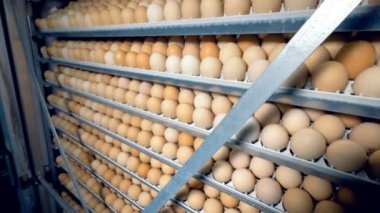 Tavuk yumurtası kuluçka 4k raflar.