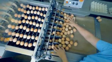 İşçi Konveyör bant sıralama yumurta eller. 4k.