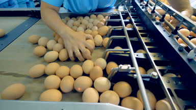 Tavuk çiftlik kümes hayvanları işçileri fabrika konveyör yumurta sıralama. Tavuk çiftliği endüstriyel üretim hattı.