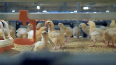 Kümes hayvanları, tavuk çiftliği iç. Bebek tavuk kümes hayvanları kafes içinde. 4k.