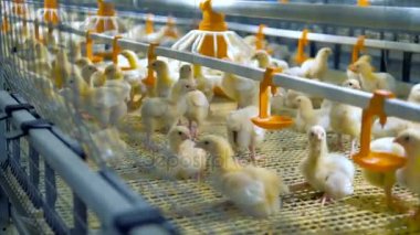 Tavuk modern kümes içinde. Modern kümes ekipmanları. 4k.
