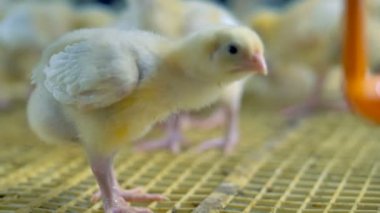 Komik bebek tavuk modern kümes içinde. Modern kümes ekipmanları. 4k.