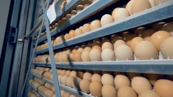 Eggs rack, eggs shelves in an incubator. 4K. — Stock Video