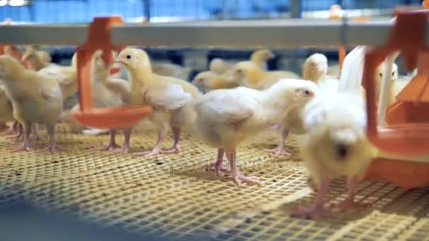 Chicken Farm interior. Frango jovem em aves. 4K . — Vídeo de Stock