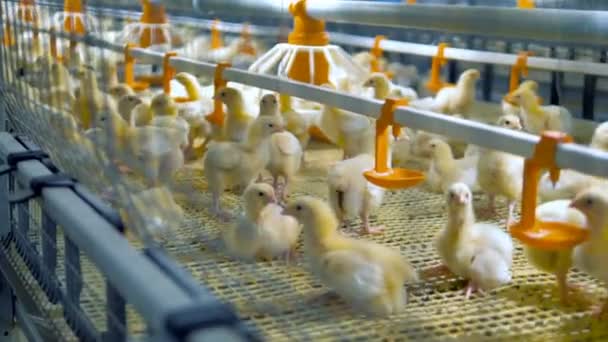 Kycklingarna inuti modern hönsfarm. Moderna fjäderfä utrustning. 4k. — Stockvideo