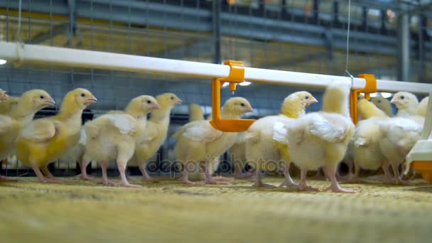 Baby kyckling på fjäderfä. Hönsfarm inomhus. — Stockvideo