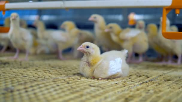 Ferme de poulets. Poulet bébé à la volaille. 4K . — Video