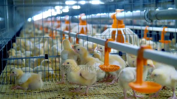 Fjäderfä, kyckling gård inredning. Baby kyckling i fjäderfä bur. 4k. — Stockvideo
