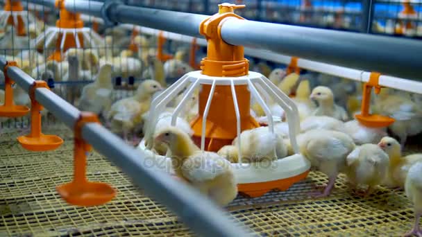 Chicken Farm, i sprzęt do drobiarstwa. Baby kurczaka w drobiu. 4k. — Wideo stockowe