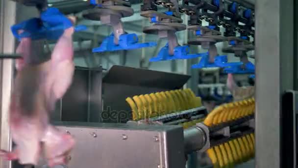 Chicken carcasses pass a pounding machine. — Stock Video