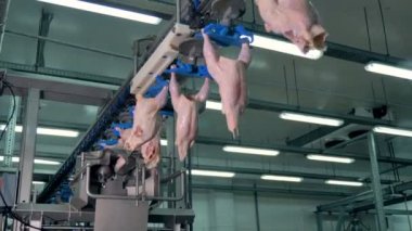 Tavuk göğsü kesme ve karşılamak işleme fabrikasında taşınması için bir fabrika derleme. 4k.