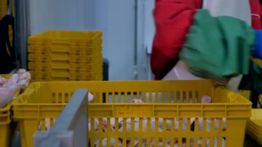 Bir işçi tavuk budu bir sepeti bireysel tepsiler paketleri. 4k.